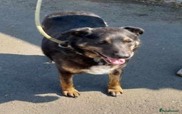 Mixed Breed dogs for adoption: LINDA - a Lovely Girl for a Loving Home - Image 4