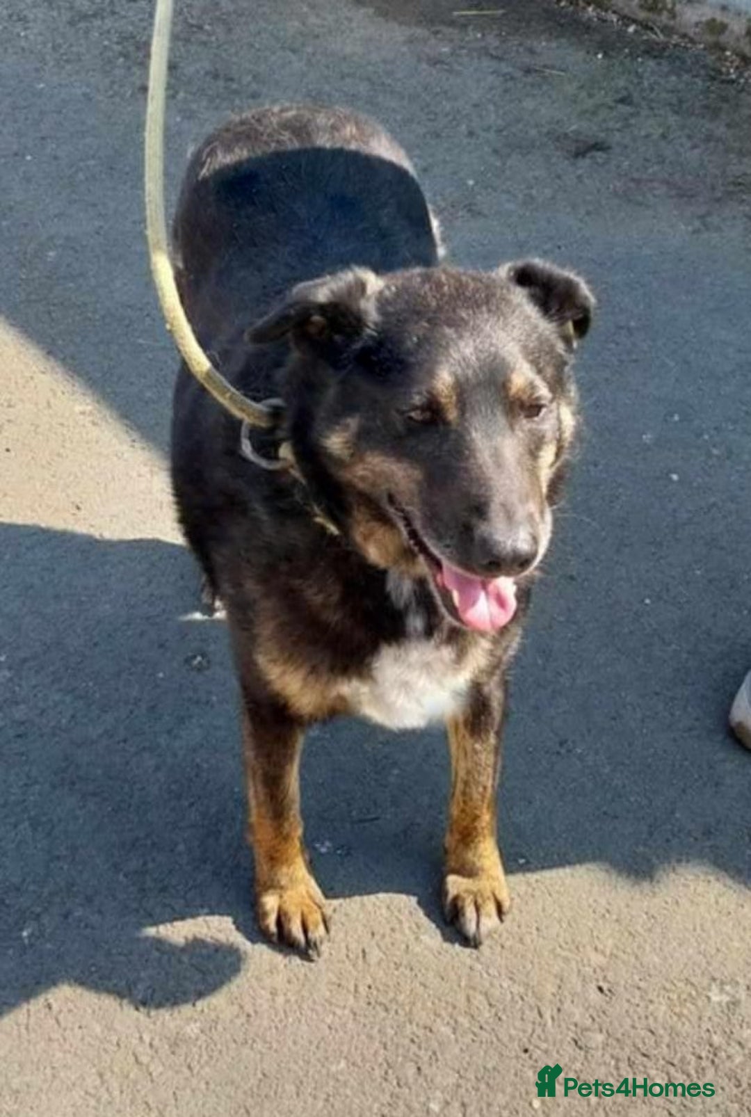 Mixed Breed dogs for adoption: LINDA - a Lovely Girl for a Loving Home - Image 4
