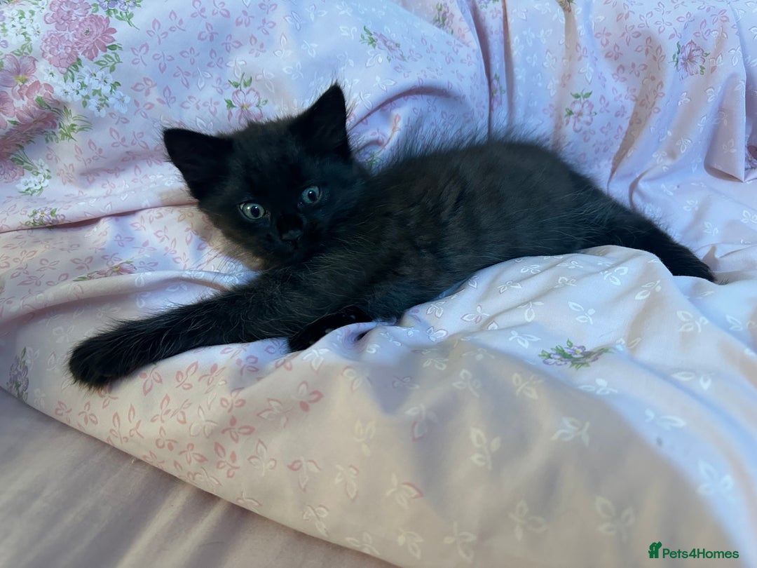 Ragdoll cats for sale: 2 male kittens (Half Ragdoll) - Image 11