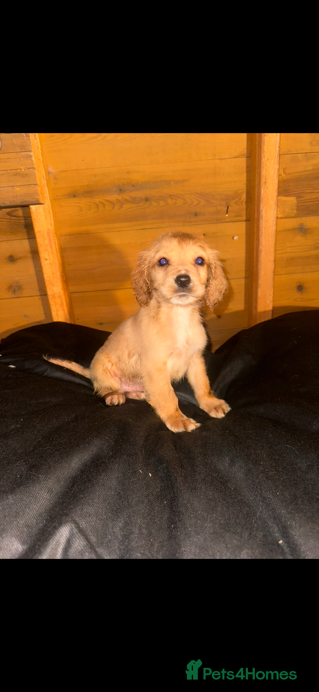 Cockapoo dogs for sale: COCKAPOO PUPPIES  - Advert 18