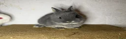 Netherland Dwarf rabbits for sale: Gorgeous Netherland dwarfs  - Advert 5