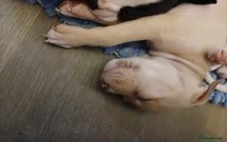 American Bull Staffy dogs for sale: Puppies  - Advert 7