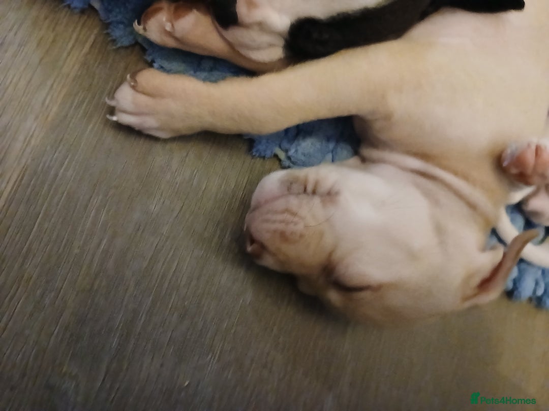 American Bull Staffy dogs for sale: Puppies  - Advert 7