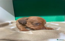 Dachshund dogs for sale: 3 beautiful/stunning dachshund puppies   - Advert 19