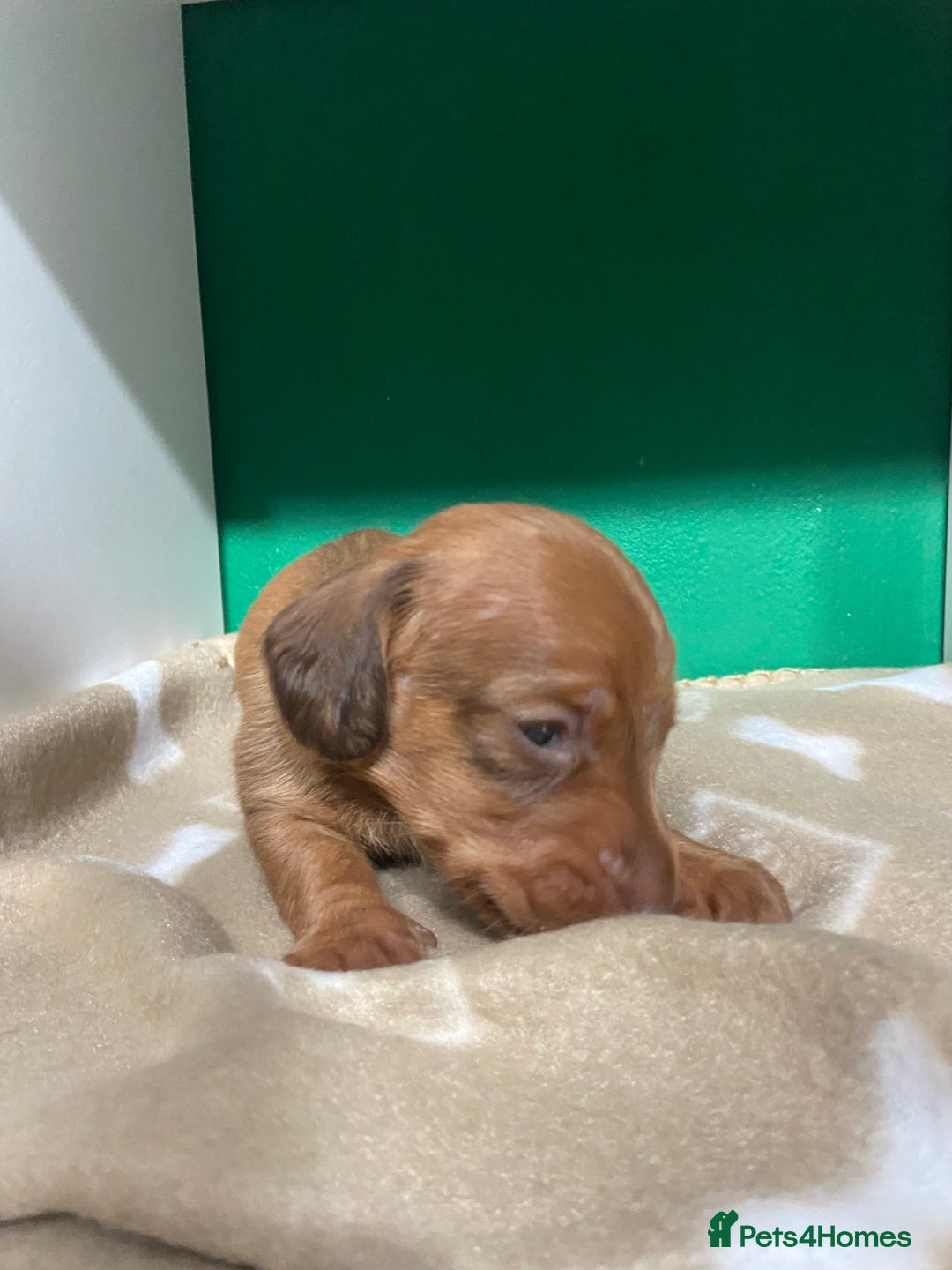 Dachshund dogs for sale: 3 beautiful/stunning dachshund puppies   - Advert 19