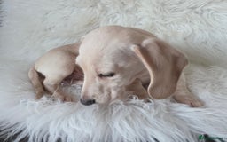Miniature Dachshund dogs for sale: REDUCED LITTER KC REG mini Daxi  - Advert 5