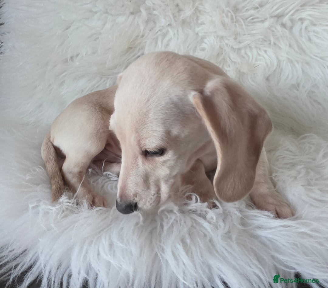 Miniature Dachshund dogs for sale: REDUCED LITTER KC REG mini Daxi  - Advert 5