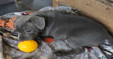 Staffordshire Bull Terrier dogs - Advert 2