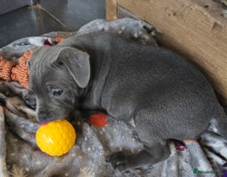 Staffordshire Bull Terrier dogs - Advert 2