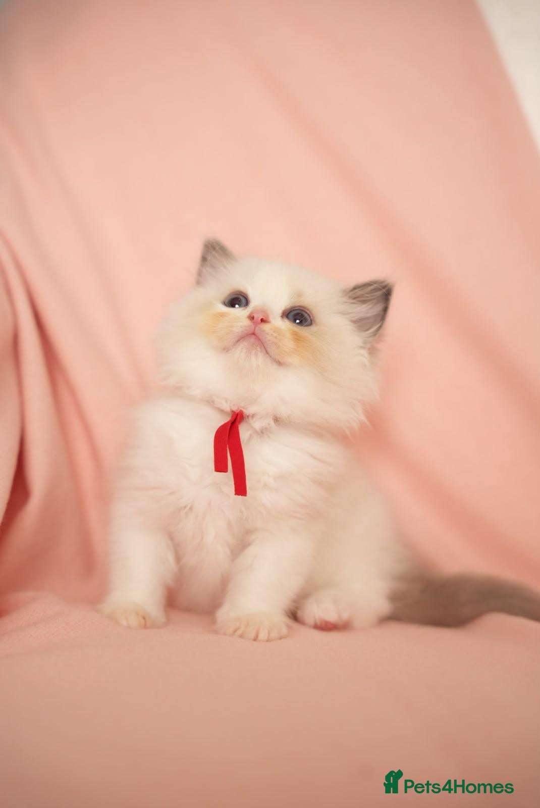 Ragdoll cats Beautiful TICA Blue Bicolour Ragdoll Kittens - Advert 2