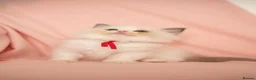 Ragdoll cats for sale: Elite TICA Kittens – Champion Bloodlines - Advert 2