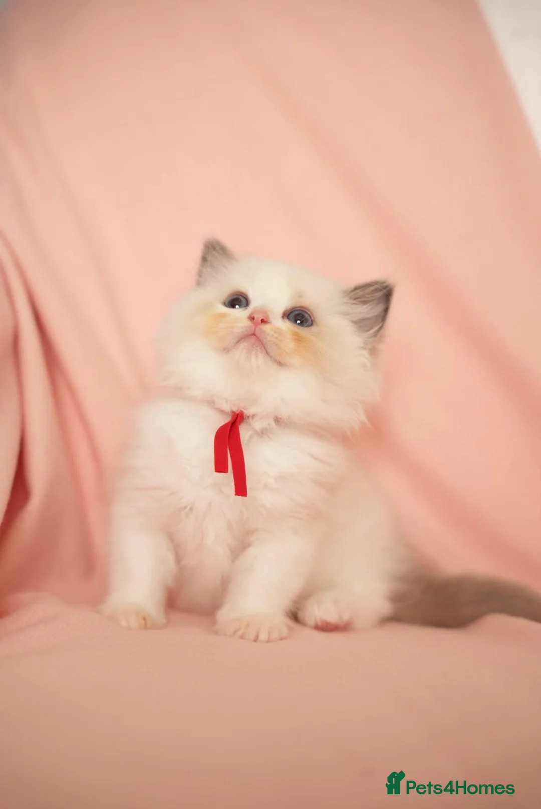 Ragdoll cats for sale: Elite TICA Kittens – Champion Bloodlines - Advert 2