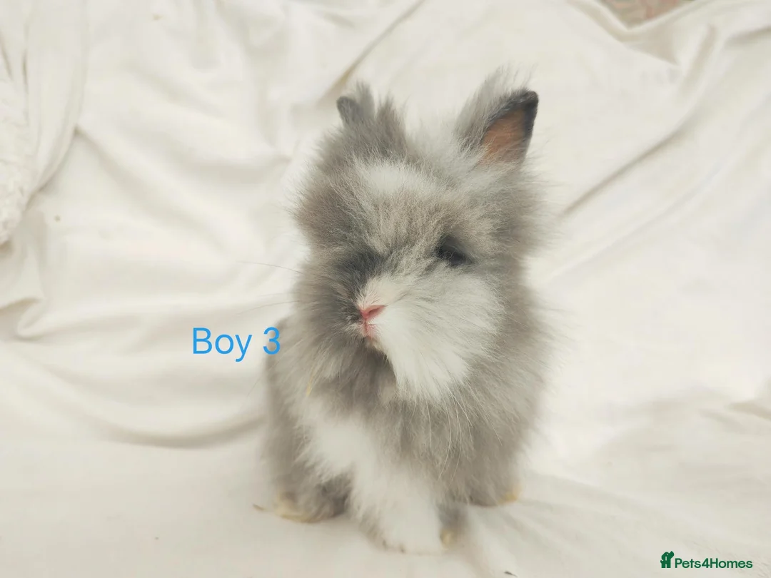 Lionhead rabbits for sale: Double mane lionhead rabbits - Advert 26