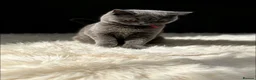 British Shorthair cats for sale: READY NOW 💙 Blue British Shorthair Kittens 💙 - Advert 7