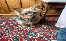 Yorkshire Terrier dogs for stud: Jasper the Yorkie for Stud - Image 6