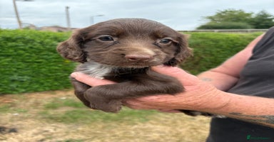 Sprocker dogs - Advert 5