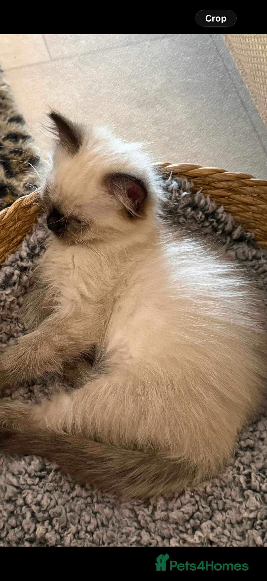 Ragdoll cats for sale: Beautiful Seal Point female Ragdoll kitten - Advert 4