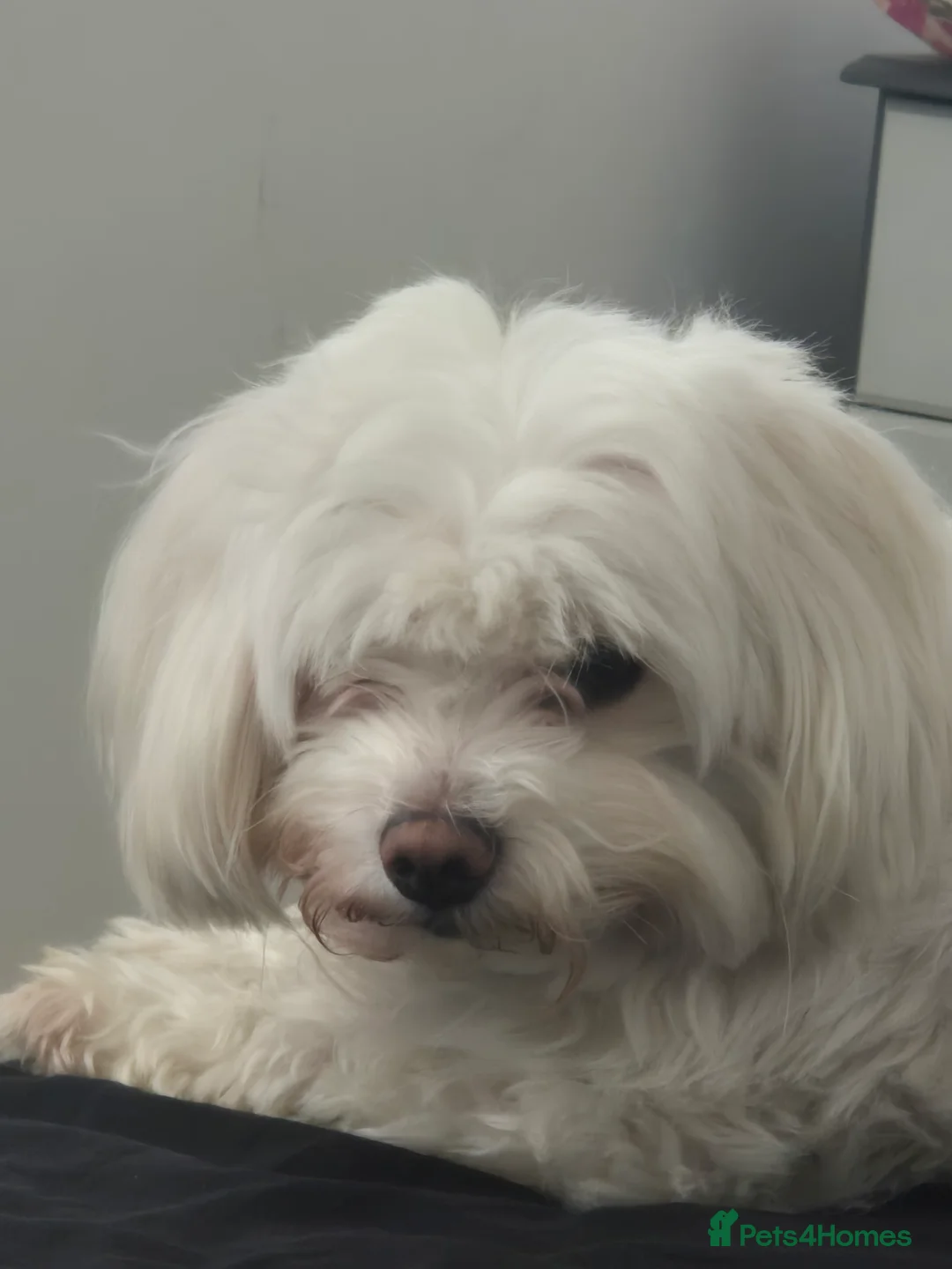 Maltese dogs for sale: Beautiful Male maltese, Teddy. in Mansfield - Advert 4