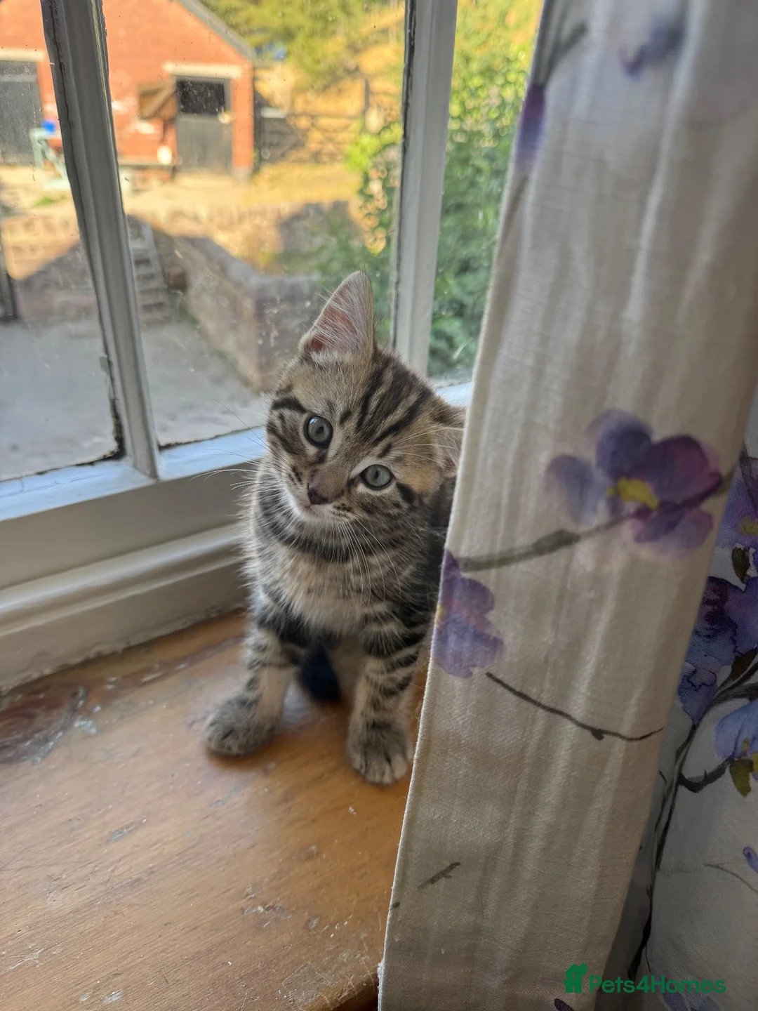 Mixed Breed cats for sale: Bengal X boy ready for his new home  - Advert 4