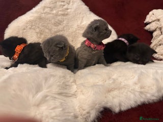 Scottish Fold cats Adorable Scottish Fold kittens, chocolate & Blue❤️ - Advert 8