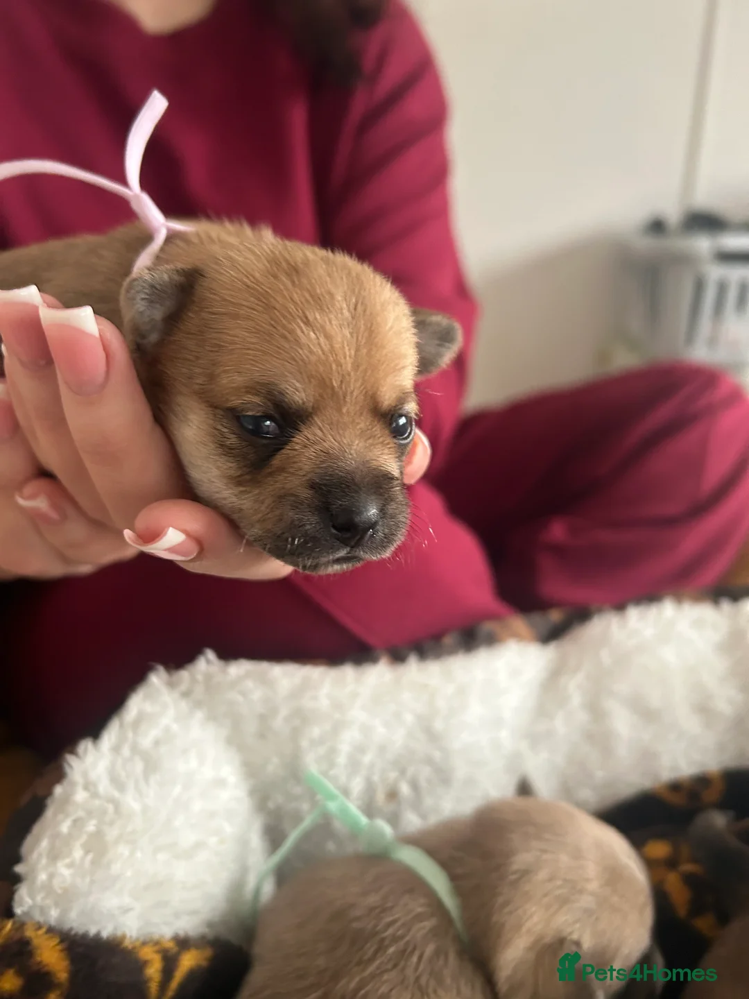 Pomchi dogs for sale: Beautiful Pomchi girls - Advert 13