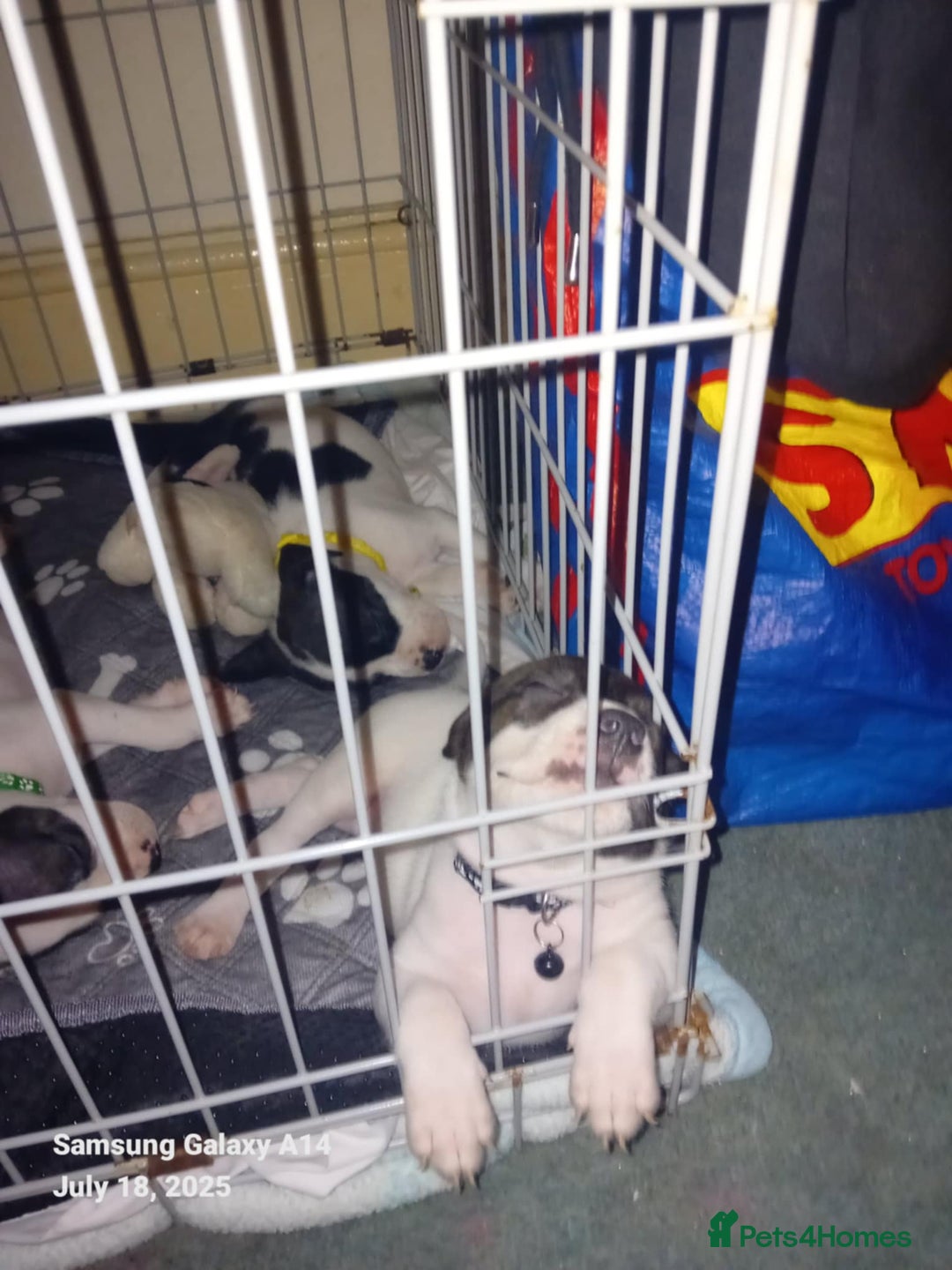 Staffordshire Bull Terrier dogs for sale: Staffie puppies for sale  - Image 11