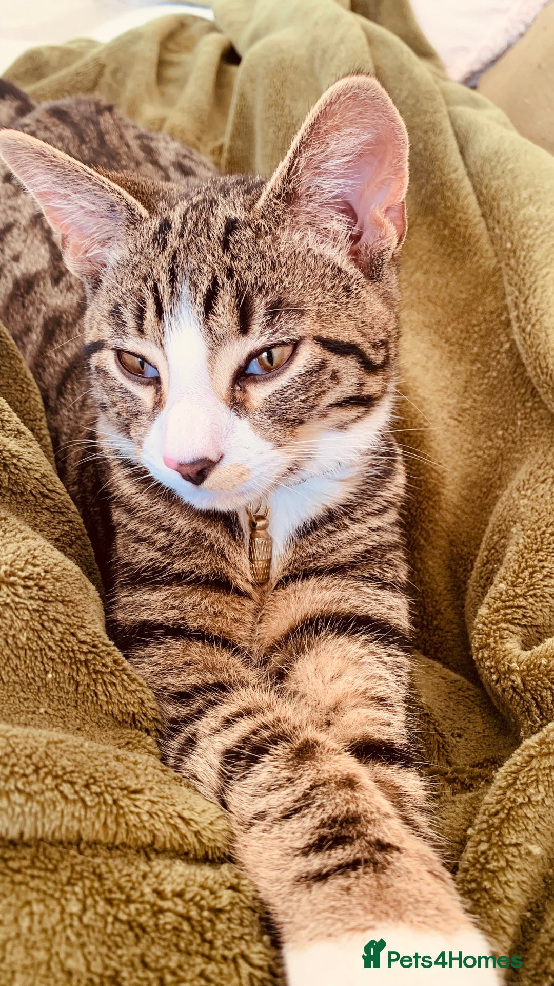 Domestic Shorthair cats for sale: 21 weeks old male tabby kitten - Advert 3