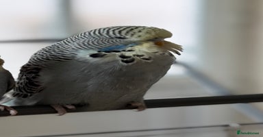 Budgerigars birds - Advert 2