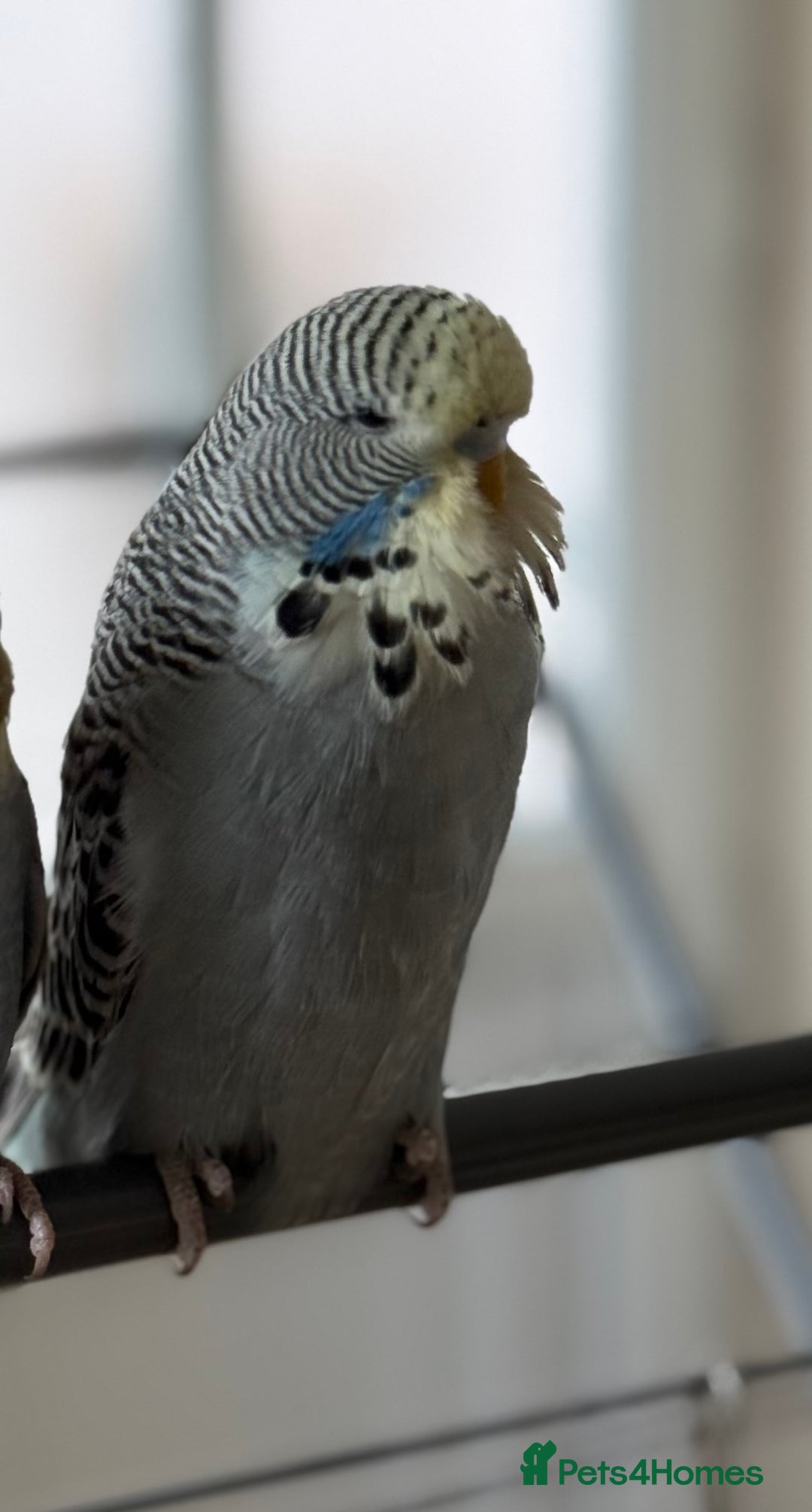 Budgerigars birds for sale: Blueberry the budgie - Image 2
