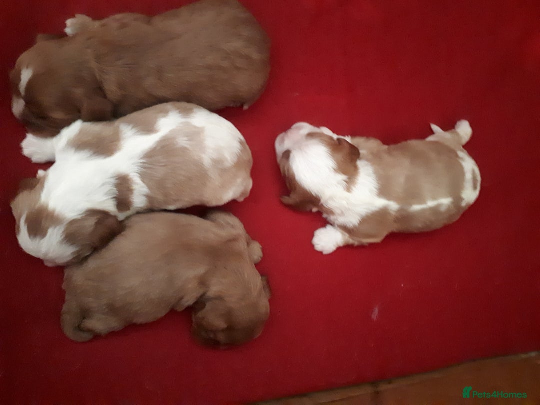 Cavalier King Charles Spaniel dogs for stud: PROVEN Heart and eye tested DE/CC/EF cavalier stud in Swansea - Advert 10