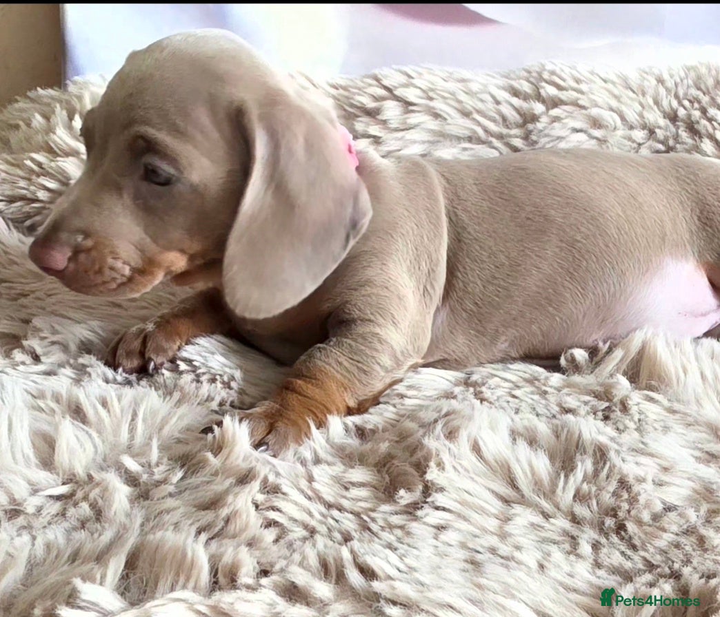 Miniature Dachshund dogs for sale: DARLA the dachshund  - Advert 4