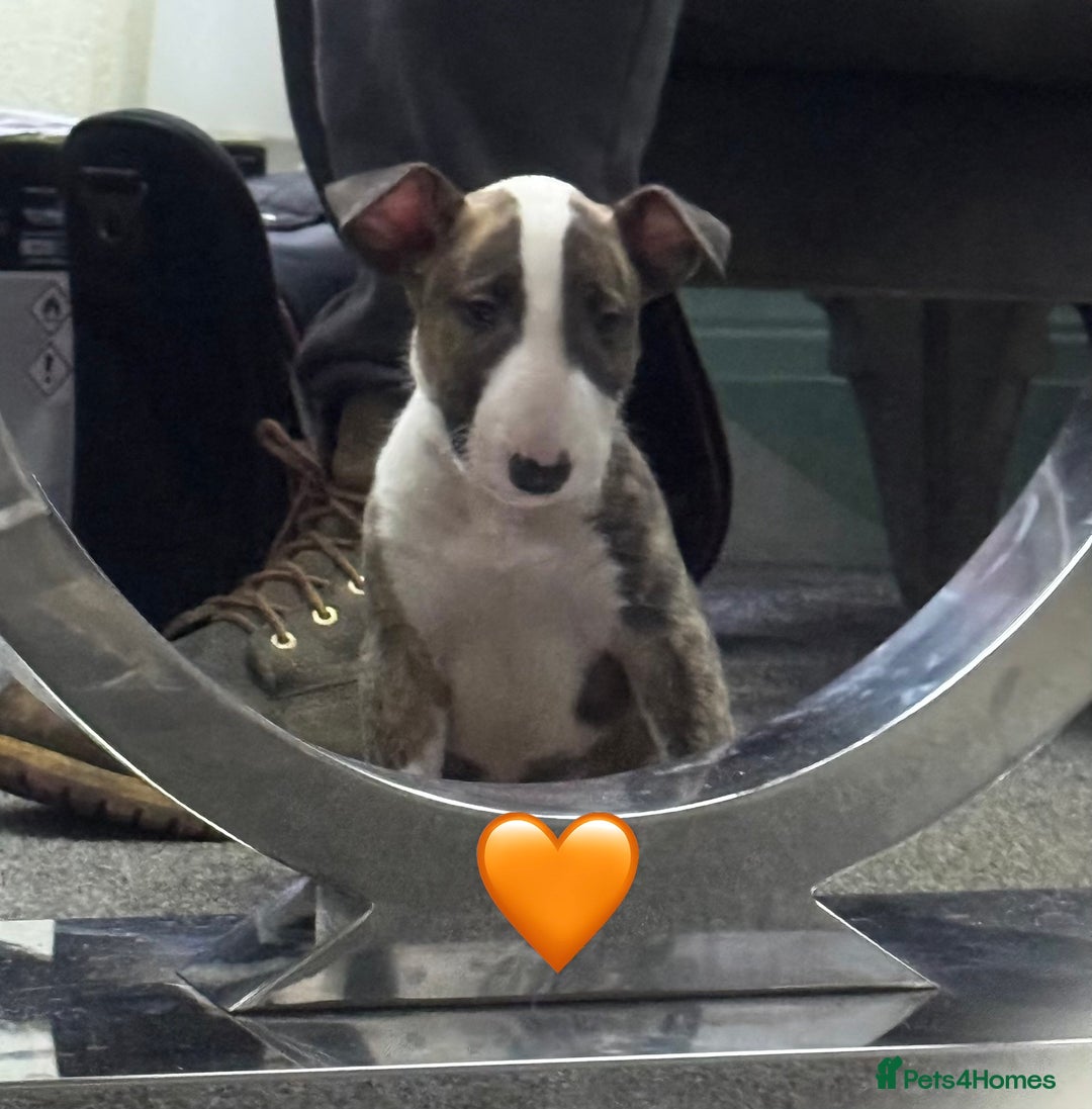 English Bull Terrier dogs for sale: 5 stunning English bull terrier boys  - Advert 14