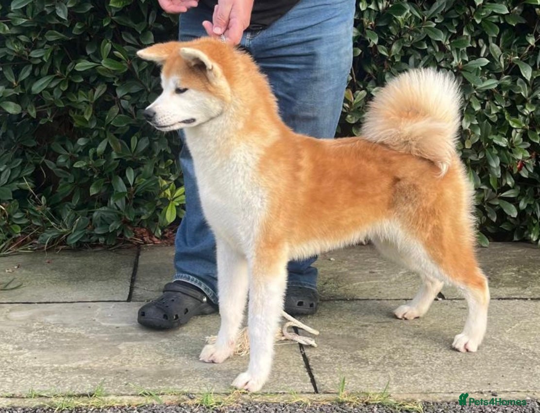 Japanese Akita Inu dogs Stunning female  - Advert 1