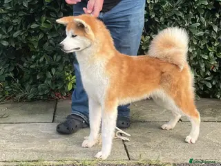 Japanese Akita Inu dogs Stunning female - Advert 1