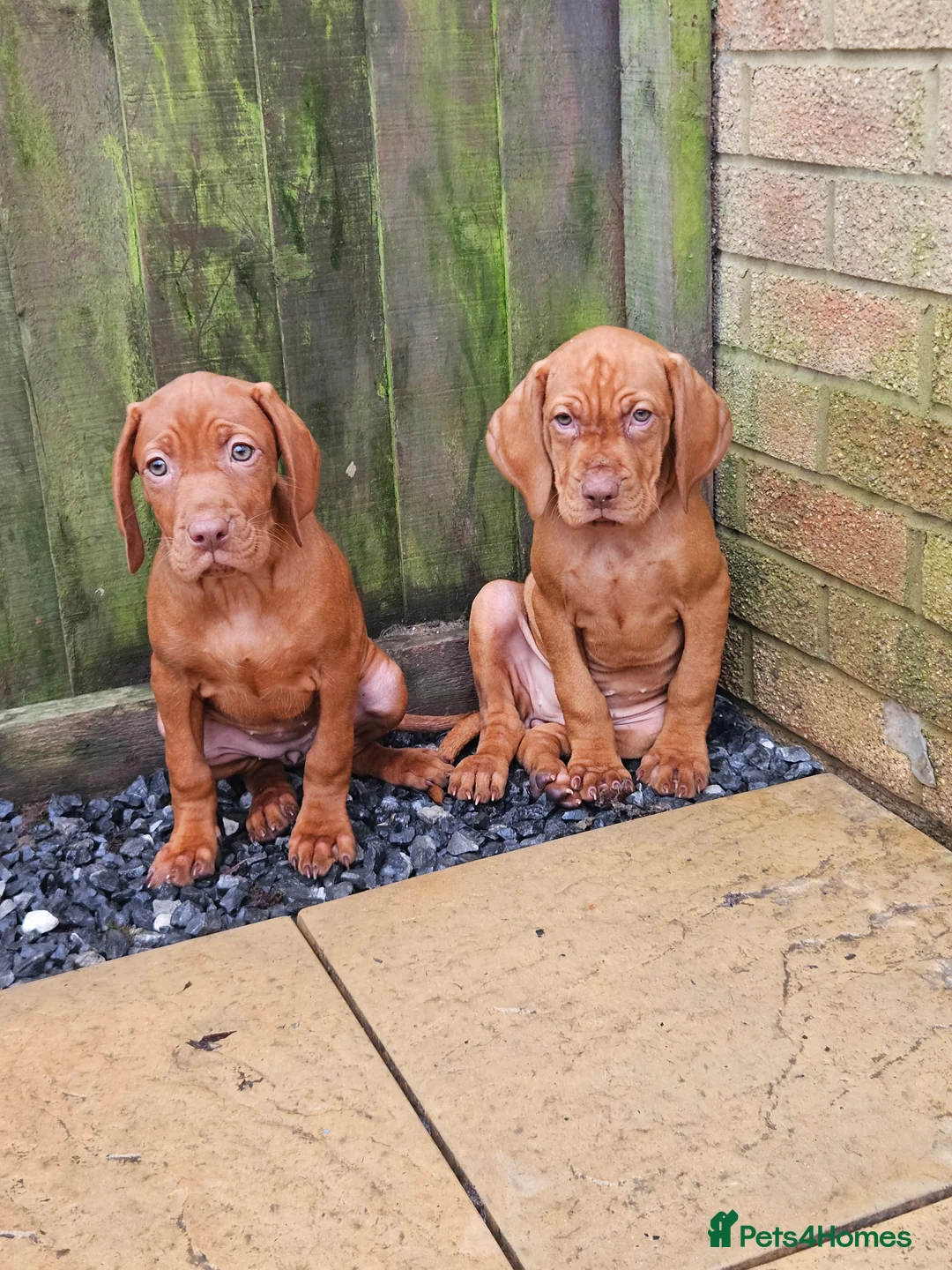 Hungarian Vizsla dogs for sale: 🏆🇭🇺 KC Registered fully trained HungarianVizsla - Advert 36