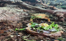 Bearded Dragon reptiles for sale: Bearded Dragon for Sale  - Image 1