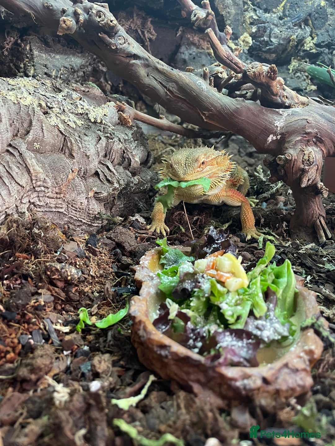 Bearded Dragon reptiles for sale: Bearded Dragon for Sale  - Image 1