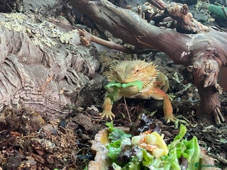 Bearded Dragon reptiles - Advert 9