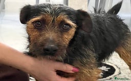 Jack Russell dogs for sale: Jackrussel  - Image 10