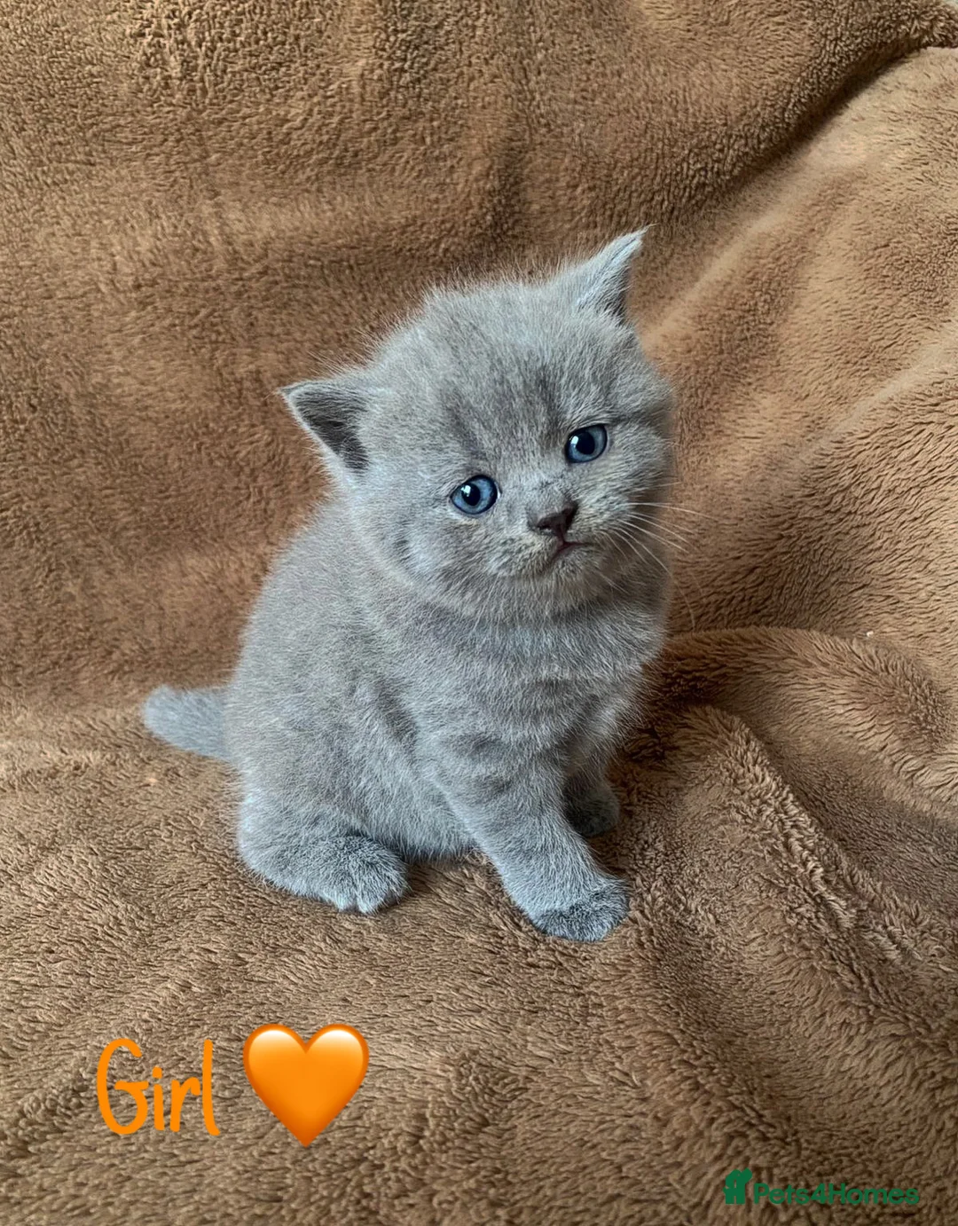 British Shorthair cats for sale: GCCF Registered British Shorthair Kittens - Advert 14