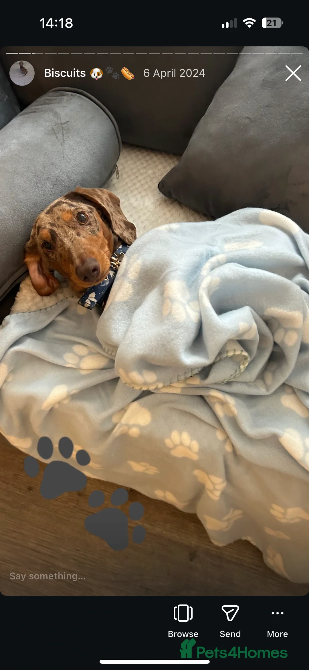 Miniature Dachshund dogs for sale: Rehoming needed  in Belper - Advert 2