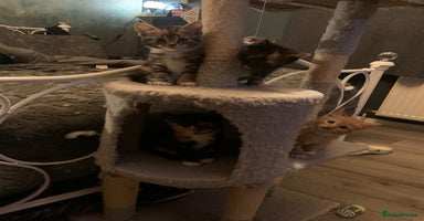Mixed Breed cats - Advert 16