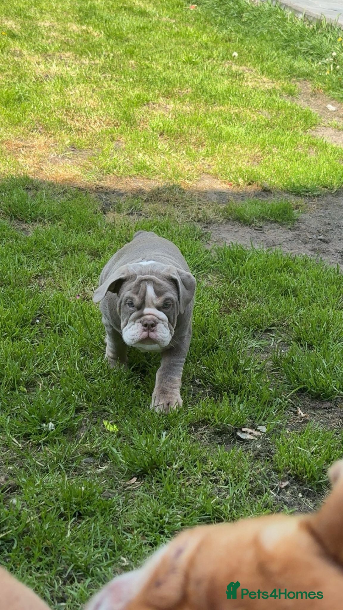 English Bulldog dogs Last female!!! English Bulldogs puppies - Advert 2