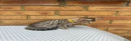 Bengal cats for sale: Bengal kittens  - Advert 4