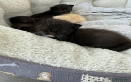 Mixed Breed cats for sale: Adorable Exotic X DSH 🐾  - Image 5
