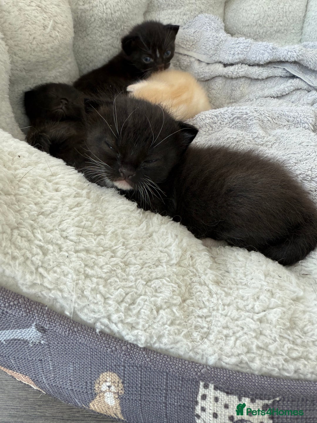 Mixed Breed cats for sale: Adorable Exotic X DSH 🐾  - Image 5