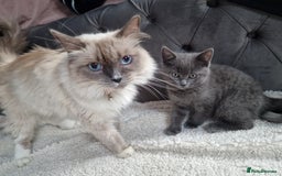 Ragdoll cats for sale: Kittens ready now! - Image 21