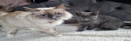 Ragdoll cats for sale: Kittens ready now! - Advert 21