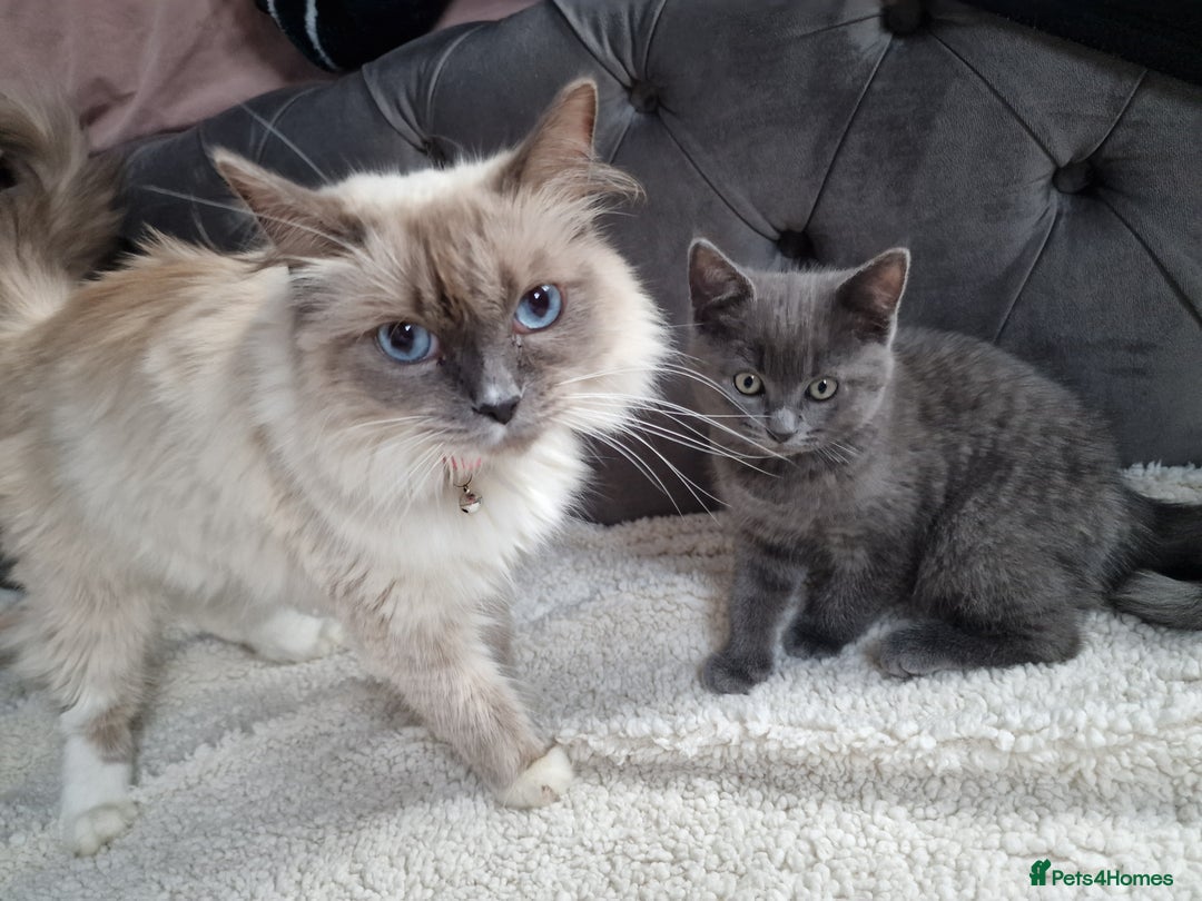 Ragdoll cats for sale: Kittens ready now! - Image 21