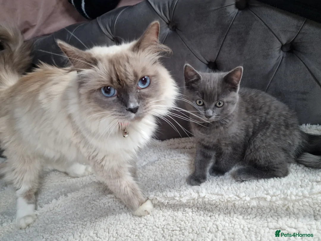 Ragdoll cats for sale: Kittens ready now! - Advert 21